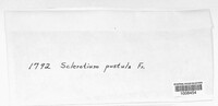 Sclerotium pustula image